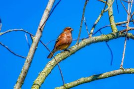 Vink kleurt mooi in de zon.