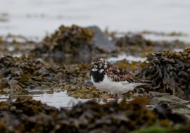 Gecamoufleerd in het zeewier 