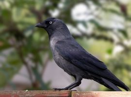 Komt graag een graantje meepikken