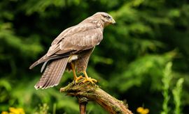 Buizerd op de uitkijk