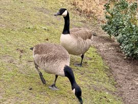 Lekker scharrelen langs de waterkant