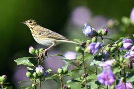 Boompieper in “ volle bloei” 