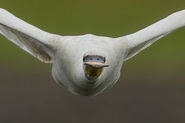 Lepelaar op ramkoers ?