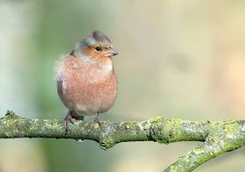 Vink (M) gaat er even goed voor zitten