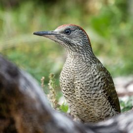 Juveniele groene specht