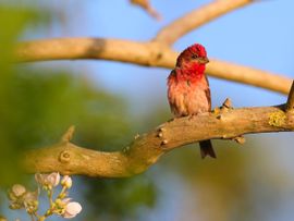 Prachtige zeldzame Roodmus geniet van het ochtendzonnetje