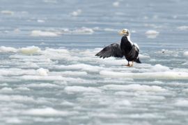 Brileider op de ijzige waddenzee