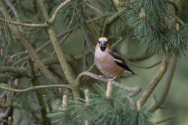 Appelvink