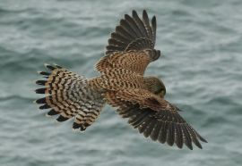 Torenvalk boven het South West Coast Path in Engeland