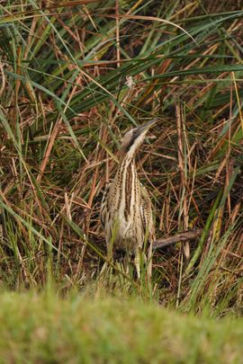 Koning van het moeras 