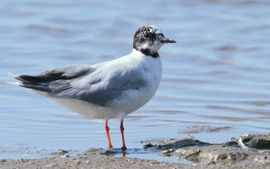 Zeldzame broedvogel in Ned.