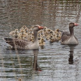 Grote familie 