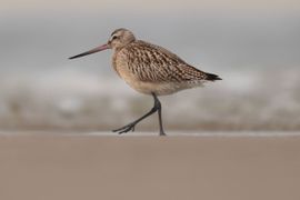 De strandwandeling van de Rosse Grutto