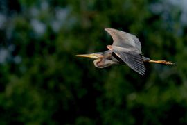 Purperreiger in vlucht
