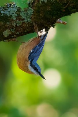 De acrobaat van het bos