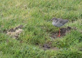 Tureluur in de polder