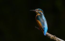  Kingfisher