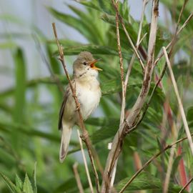 Meesterlijke imitator
