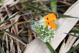 Oranjetipje (Silvio Lindhout)