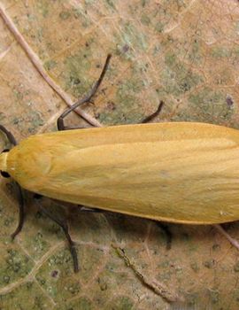 Delegatie Antecedent Avondeten De Vlinderstichting | Vlinder: geel beertje / Eilema sororcula | Foto's:  imago