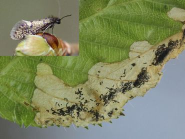Vraatbeeld (mijn) van Paracrania chrysolepidella en de vlinder
