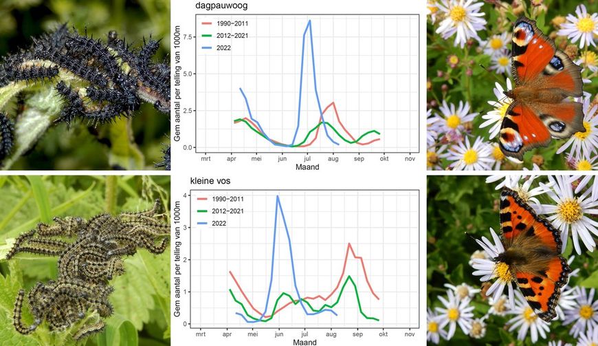 Dagpauwoog en kleine vos, resultaten meetnet vlinders tot 10-8-2022