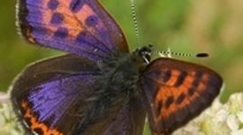 Een zeldzame en bedreigde vlinder van beekdalen