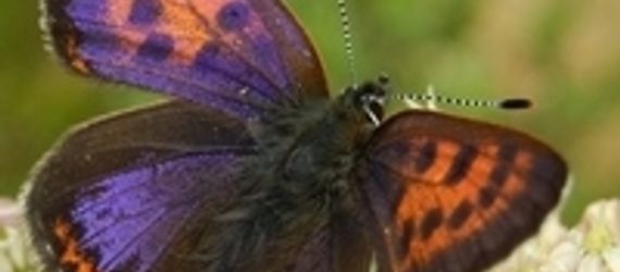 Een zeldzame en bedreigde vlinder van beekdalen