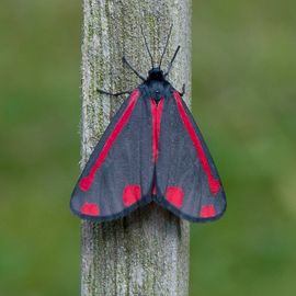 wimper afdrijven verdieping De Vlinderstichting | Vlinder: sint-jacobsvlinder / Tyria jacobaeae