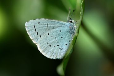 De Vlinderstichting Blauwtje in je tuin? Boomblauwtje!