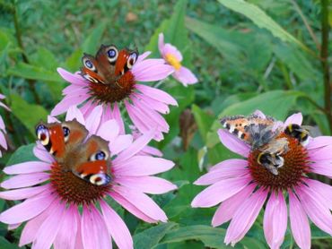 De Vlinderstichting Planten dagvlinders