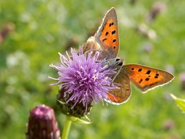 Kleine vuurvlinder op akkerdistel