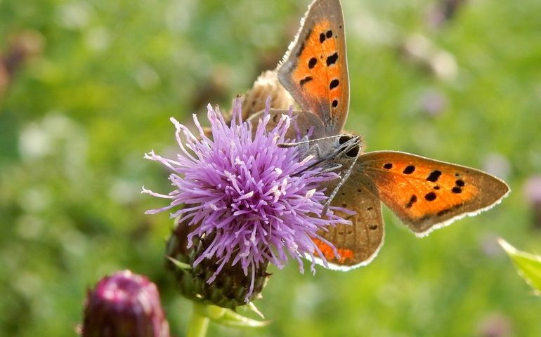 Kleine vuurvlinder op akkerdistel