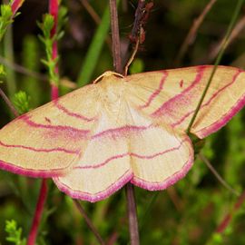 naar voren gebracht dak Geld lenende De Vlinderstichting | Vlinder: paarsbandspanner / Rhodostrophia vibicaria