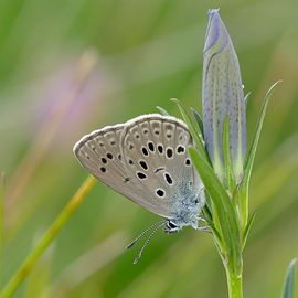 Foto van een gentiaanblauwtje van fotograaf Nina De Vries, gevonden op www.vlinderstichting.nl