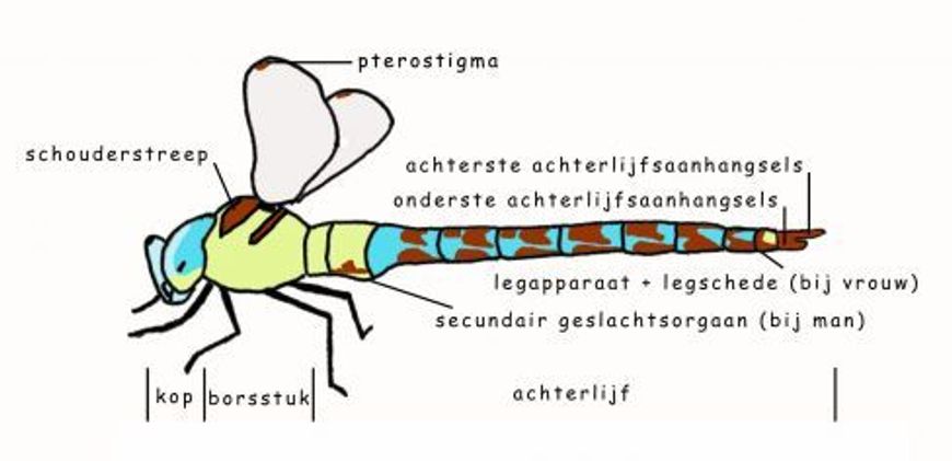 anatomie van de libel