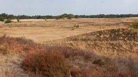 Panorama Kootwijkerzand