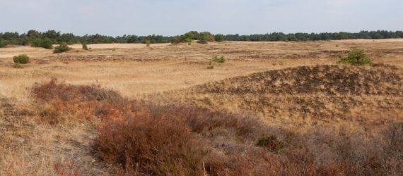 Panorama Kootwijkerzand