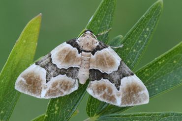 Fotograaf: Rik Wever, Wieden, 15 juni 2023