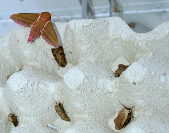 In de val gevangen nachtvlinders.