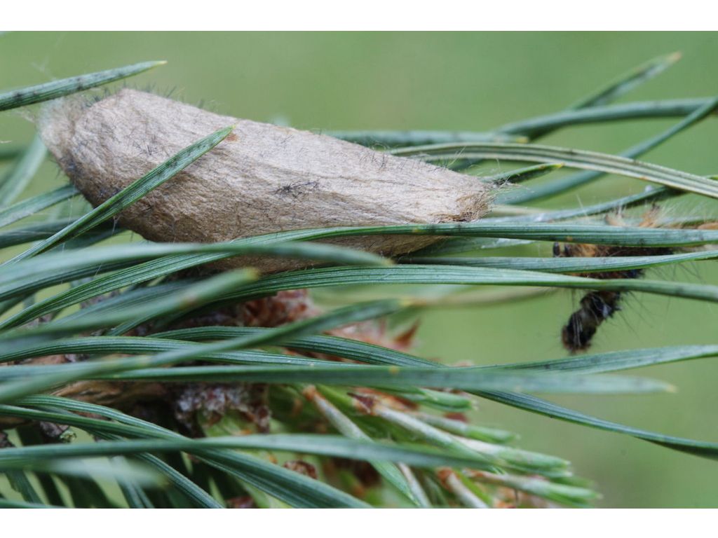 De Vlinderstichting Vlinder Dennenspinner Dendrolimus Pini Foto S Pop