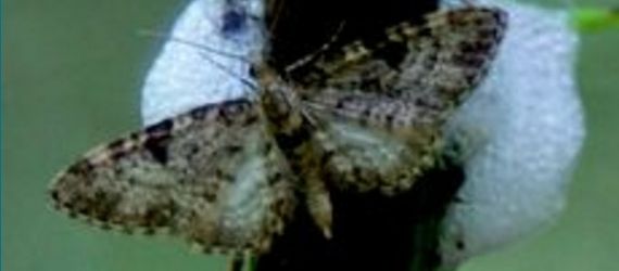 Fijnspardwergspanner op cicadenschuim