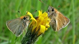 Zwartsprietdikkopje en geelsprietdikkopje 