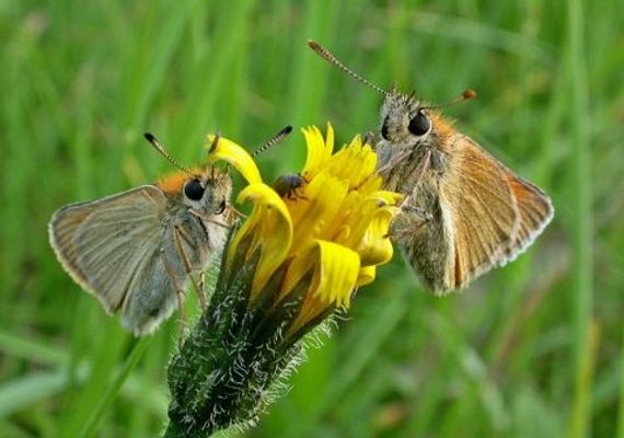 Zwartsprietdikkopje en geelsprietdikkopje 