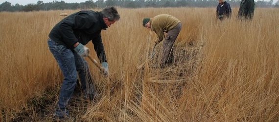 Plaggen voor heide op de Hoge Veluwe