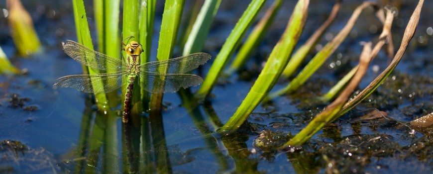 Groene glazenmaker op krabbenscheer