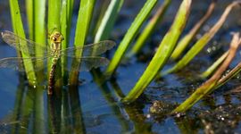 Groene glazenmaker op krabbenscheer