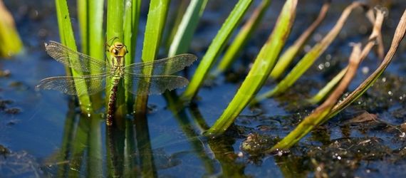 Groene glazenmaker op krabbenscheer