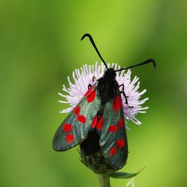 Renovatie Romantiek versneller De Vlinderstichting | Vlinder: sint-jansvlinder / Zygaena filipendulae