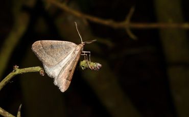 Meidoornspanner  (Silvio Lindhout)